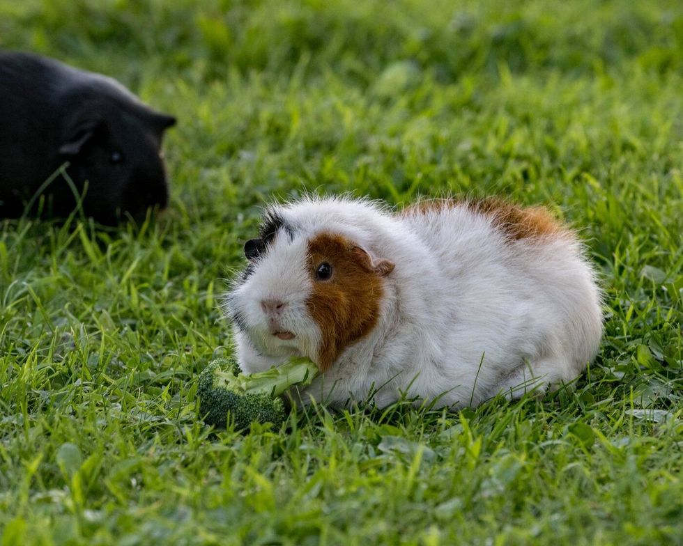 Guinea pig eating broccoli.