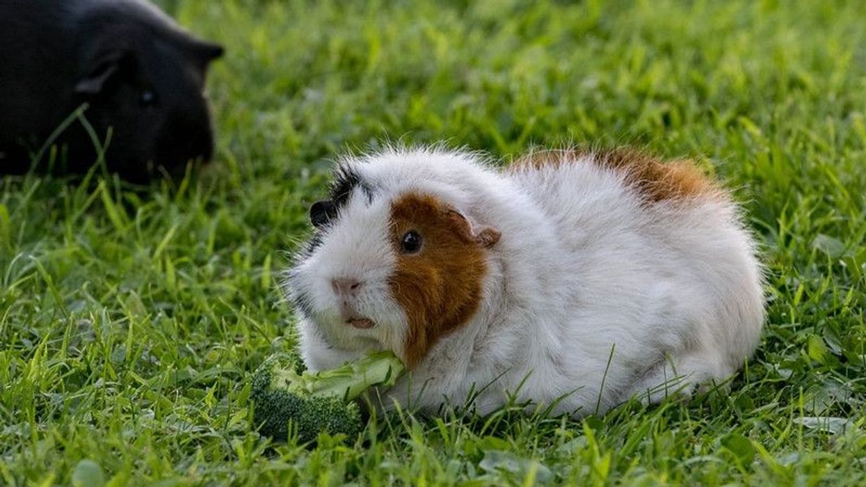 Guinea pig eating broccoli.