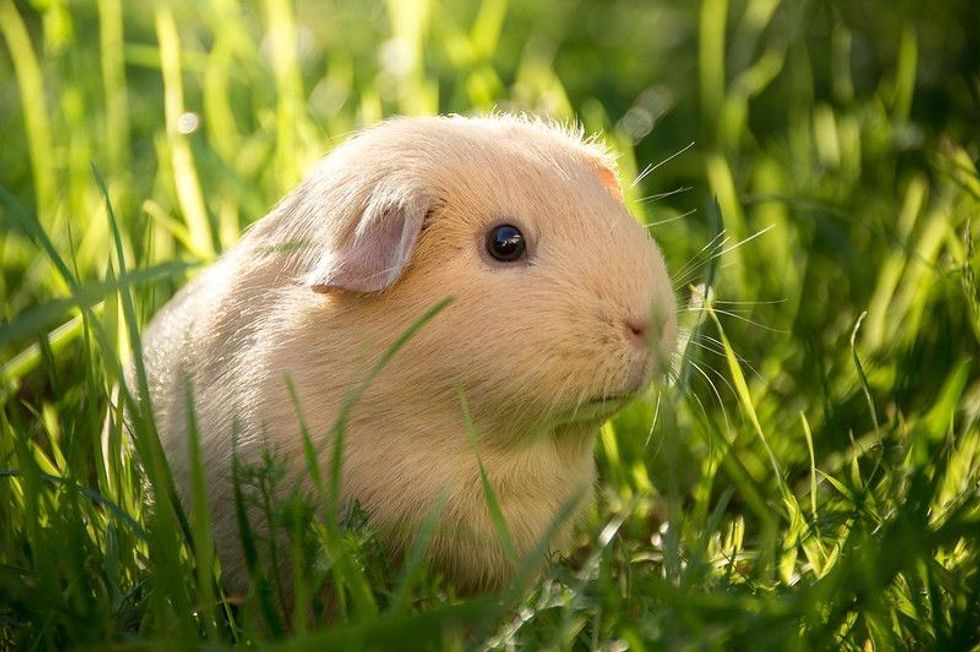 Guinea pig eating grass in summy summer