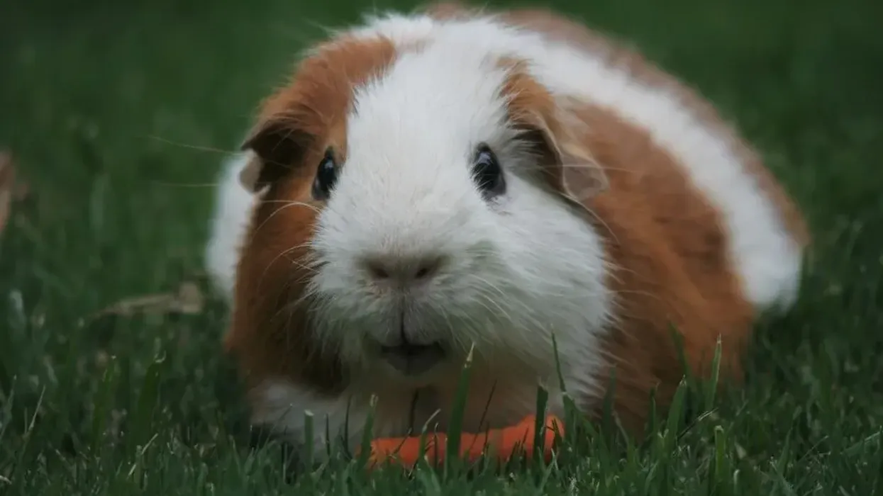 Guinea pig facts are informative!