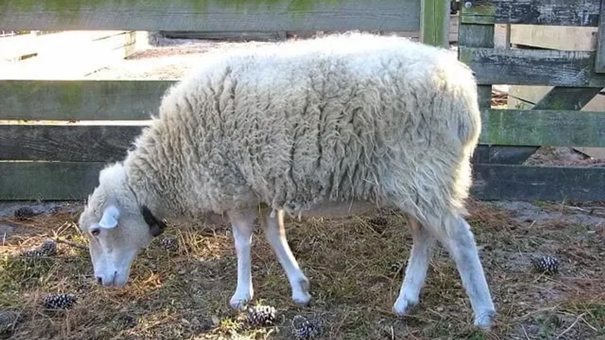 Gulf Coast Native sheep facts about this fine-boned sheep with a small-sized body.