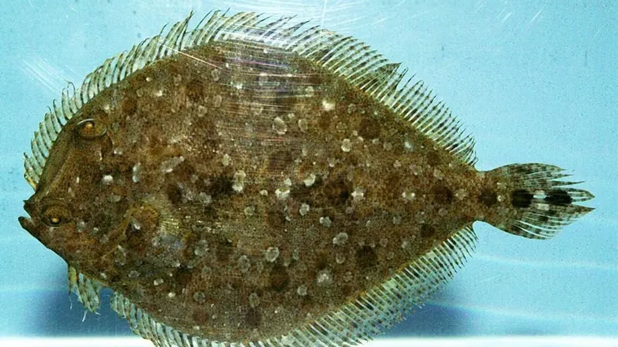 Gulf flounder facts on the saltwater fish seen in the Atlantic and Pacific Ocean.