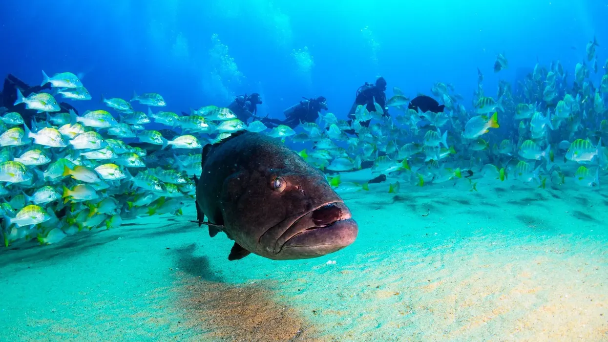 Gulf grouper facts on these marine ray-finned fish.