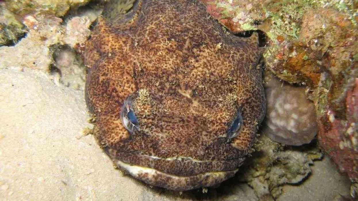 Gulf toadfish facts on the species native to the Gulf of Mexico.