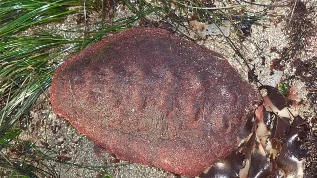 Gumboot chiton facts are fun to know