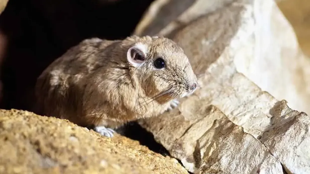 Gundi is a North African Rodent