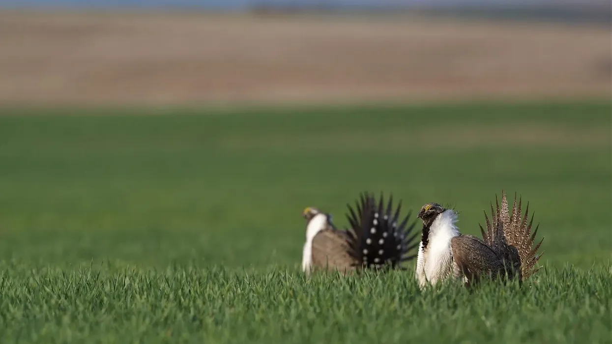 Gunnison sage grouse facts, such as the male becomes almost spherical in shape while displaying, are interesting.