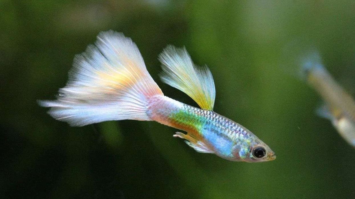 Guppy facts about the rainbow fish who is popular as a pet.