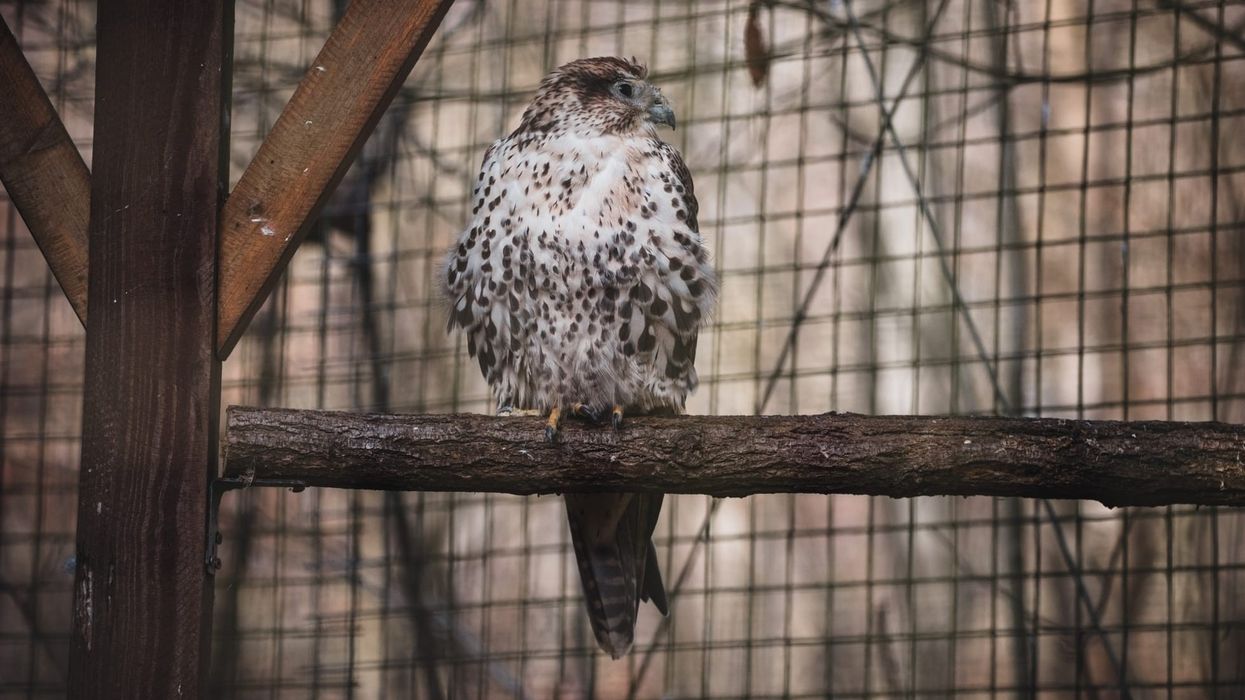 Gyrfalcon facts are absolutely mindblowing to read.