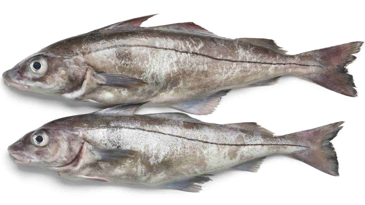 Haddock facts: It is used in Finnan haddie (cold-smoked Haddock) which is a popular food.
