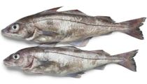 Haddock facts: It is used in Finnan haddie (cold-smoked Haddock) which is a popular food.