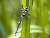 Dragonfly Vs Damselfly: Amaze-wing Insects Difference Facts Explained ...