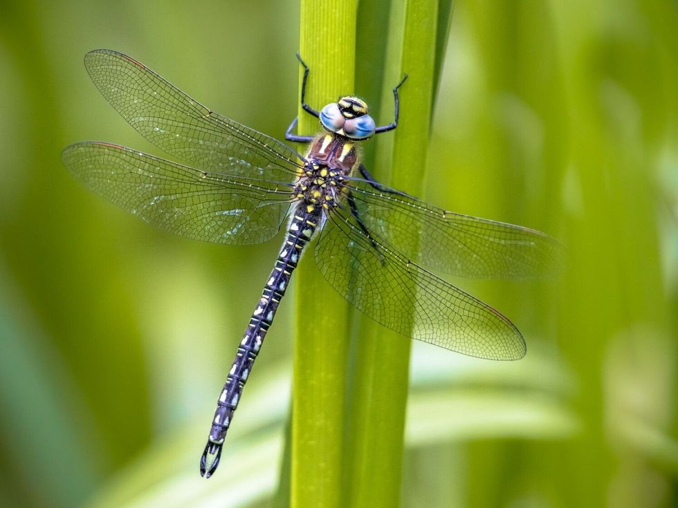 Hairy dragonfly resting on vegetation.
