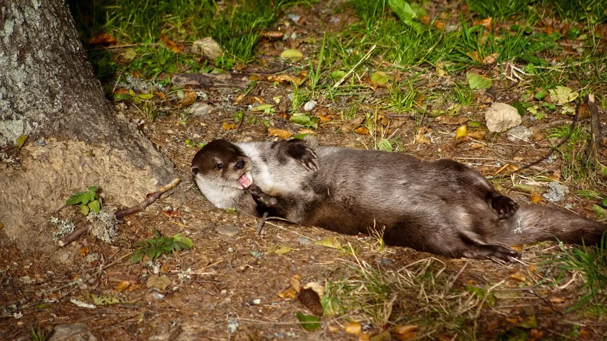 Hairy-nosed otter facts are very interesting to read.
