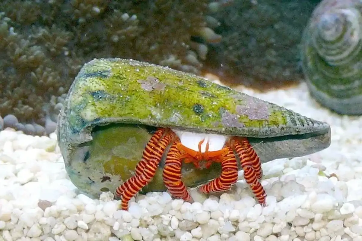 Halloween hermit crab facts for kids will surely amaze you!