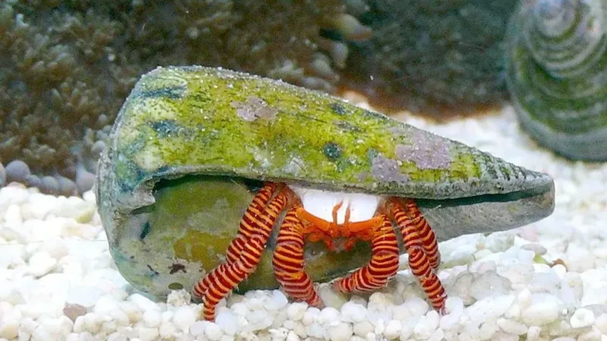 Halloween hermit crab facts for kids will surely amaze you!