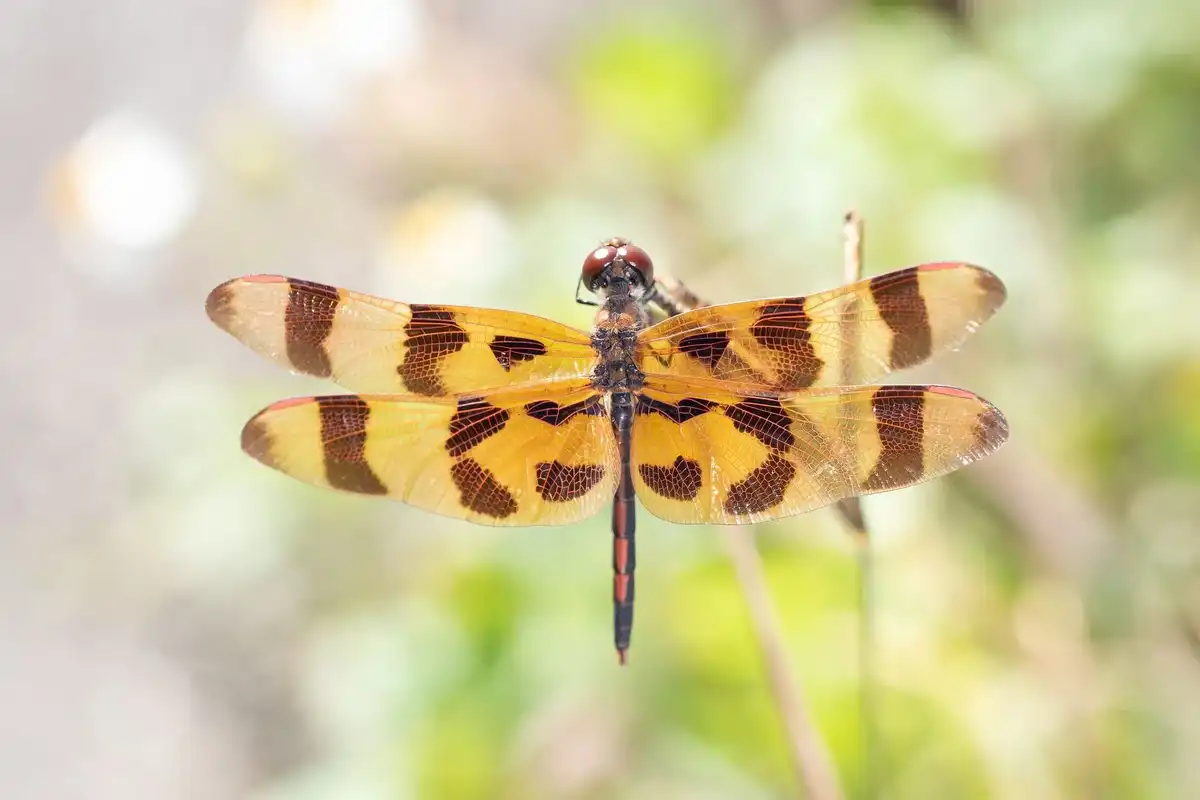 Halloween pennant dragonfly (Celithemis eponina) facts for kids are interesting to read.