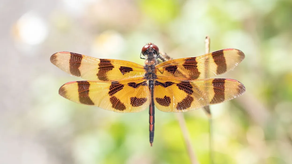 Halloween pennant dragonfly (Celithemis eponina) facts for kids are interesting to read.