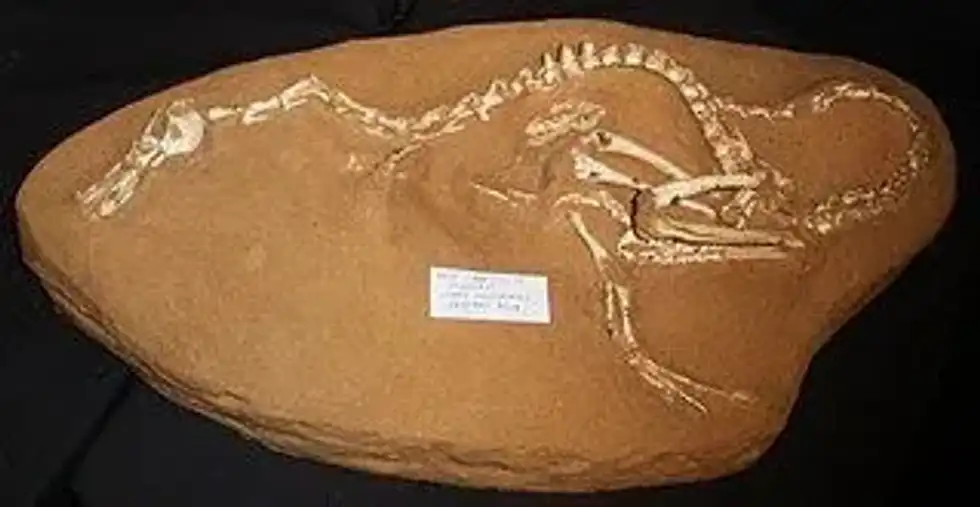 Halszkaraptor facts for kids are interesting!