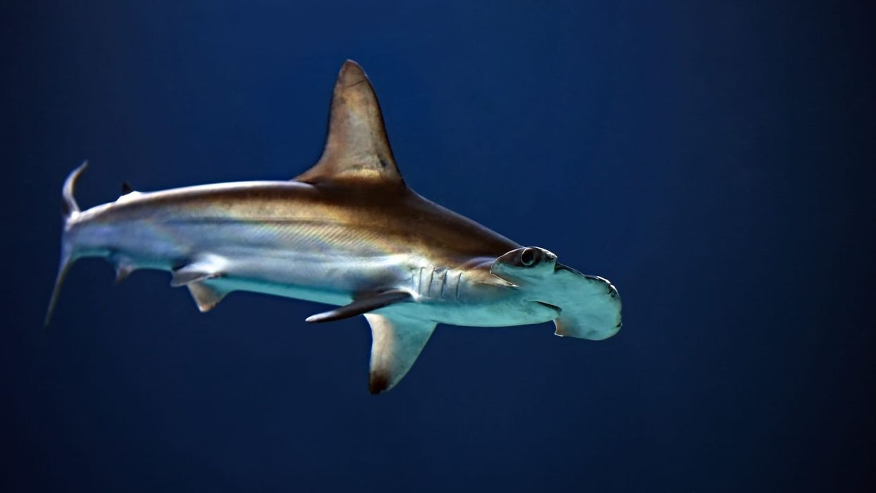 Hammerhead shark facts about the largest shark in the hammerhead species