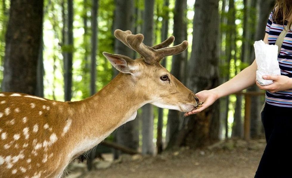 Hand feeding a deer.