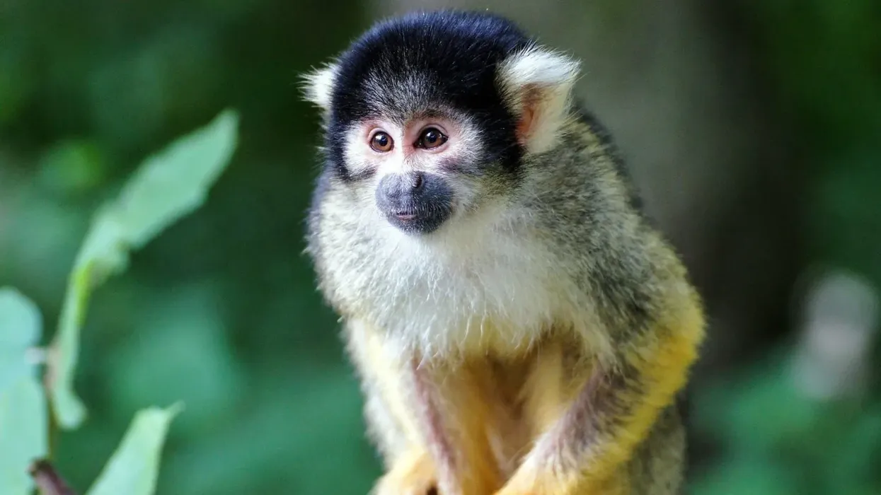 'Hang' on for some exciting black squirrel monkey facts!