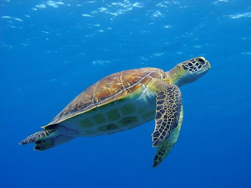 Happy cute sea turtle swimming freely in the blue ocean. 