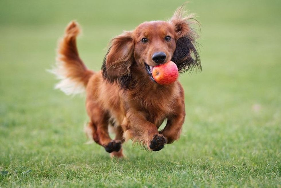 Happy dachshund dog playing with an apple outdoors.