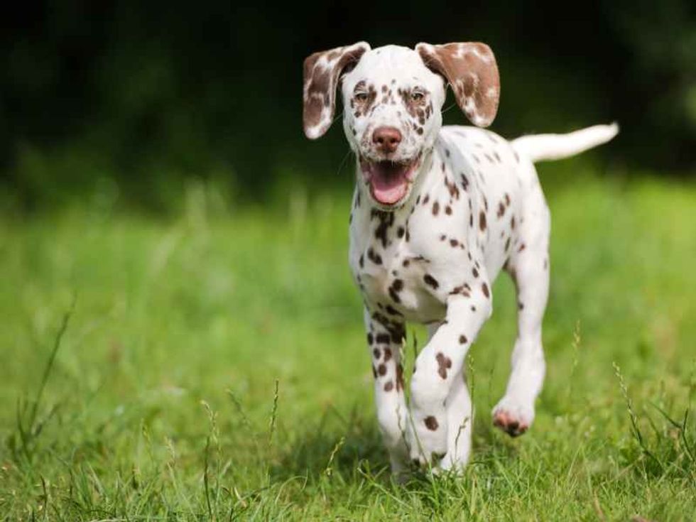 Happy Dalmatian puppy running outdoor