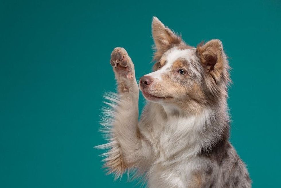 Happy dog waves paw