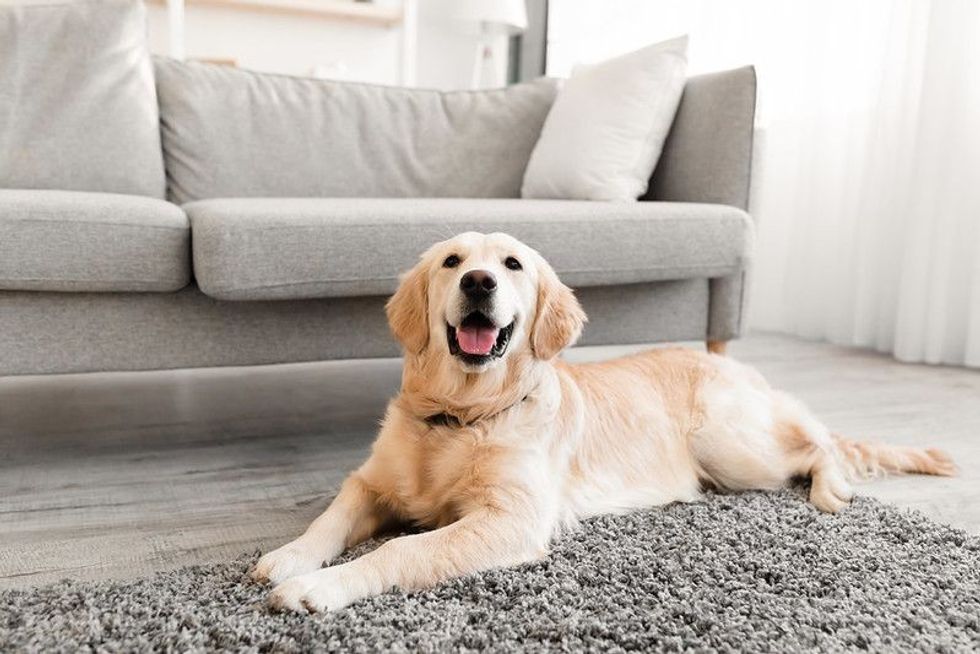 Happy Golden Retriever resting near couch