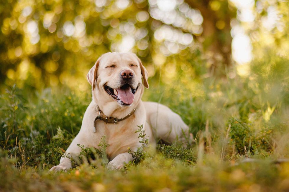 Happy purebred labrador retriever dog outdoor in grass.