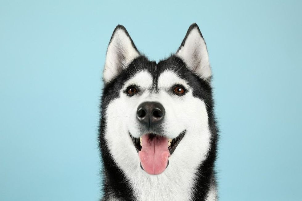 Happy Siberian husky dog on blue background.