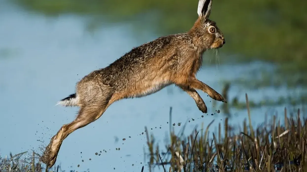 Hare facts are educational for kids.