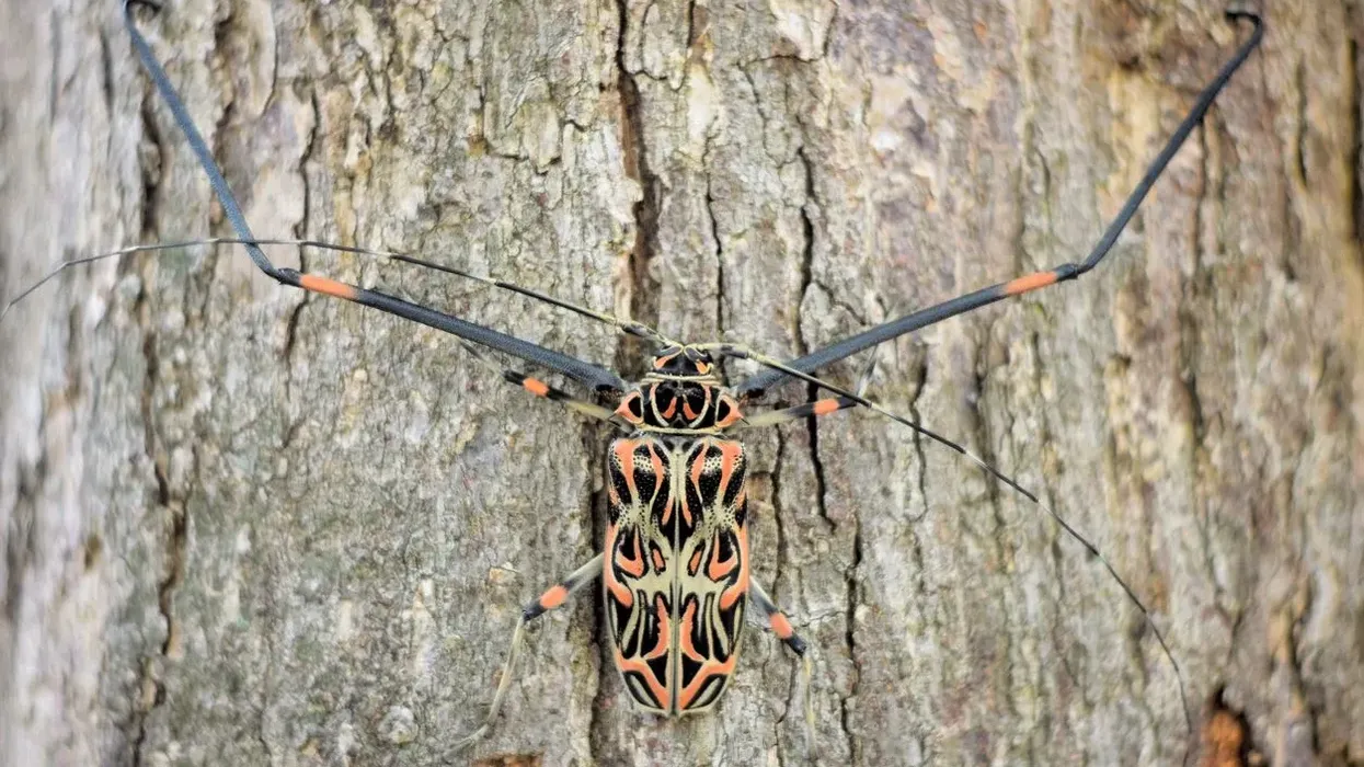 Harlequin beetle facts are all about their habitat, diet, and physical traits.