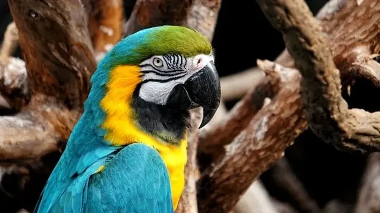 Harlequin Macaw Fact File