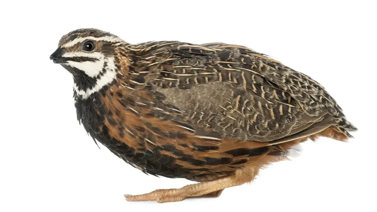Harlequin quail facts talk about these birds that are not native to North America.