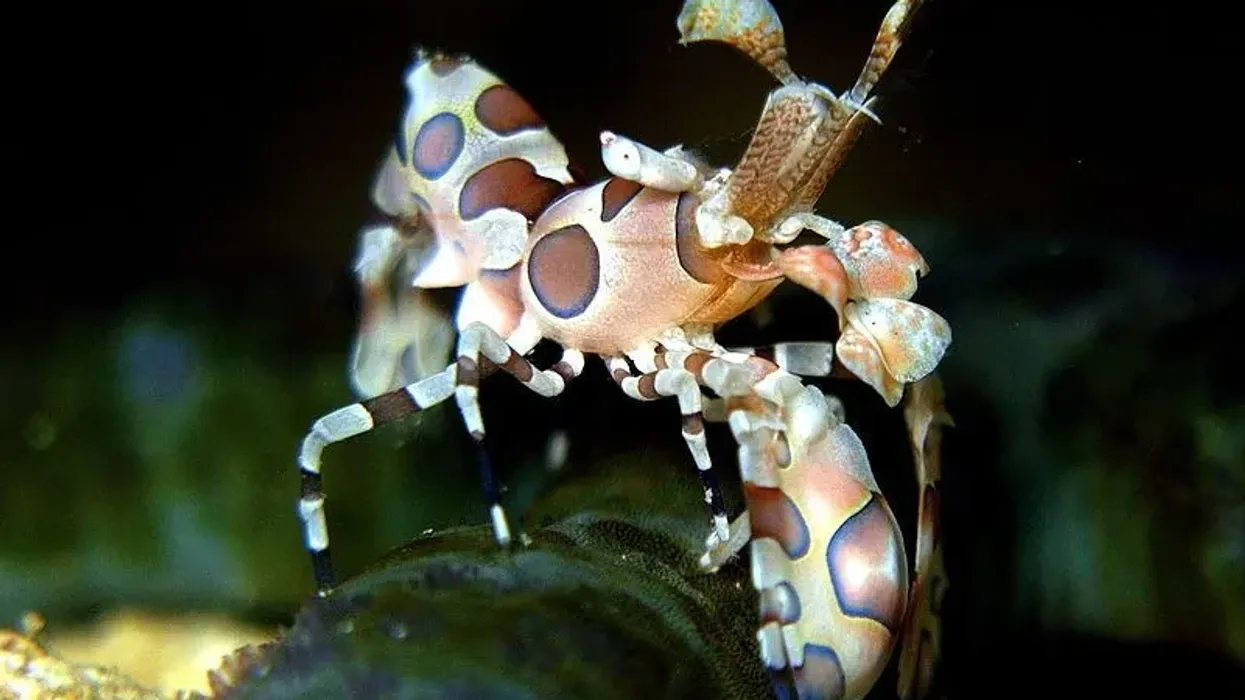 Harlequin Shrimp facts about the harlequin shrimp Hymenocera elegans.