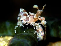 Harlequin Shrimp facts about the harlequin shrimp Hymenocera elegans.