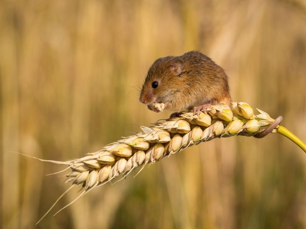 Harvest mouse-eating corn.