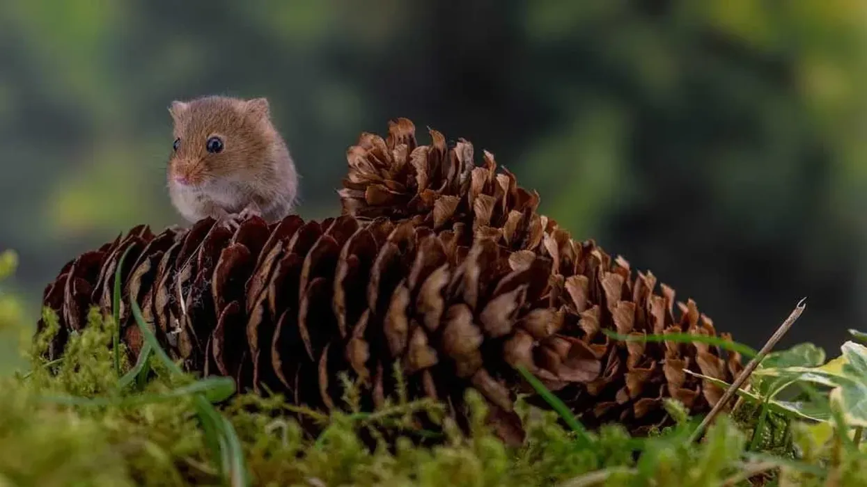 Harvest mouse facts are great for families to study together