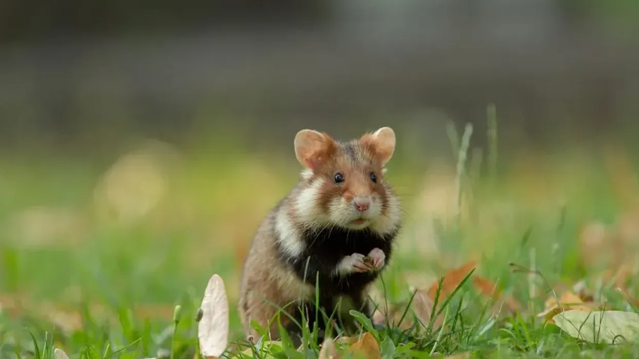 Have a fun time reading about amazing European hamster facts!