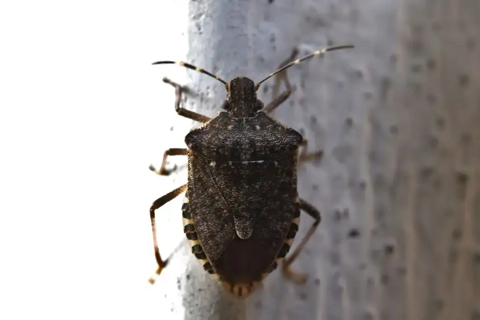 Have bugs in your house? Know what do bed bug eggs look like