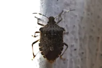 Have bugs in your house? Know what do bed bug eggs look like