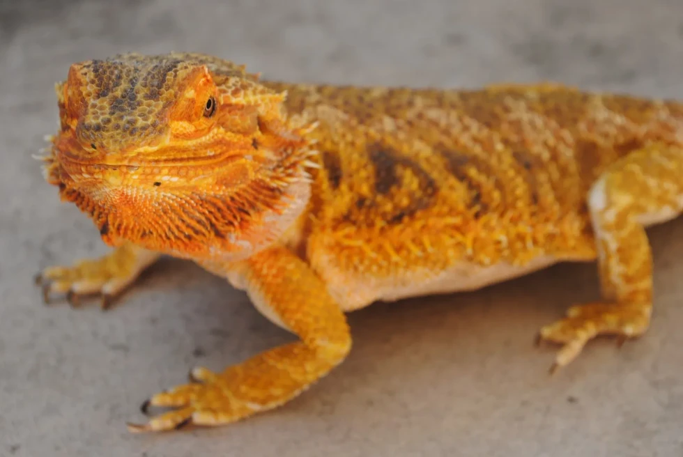Can Bearded Dragons Eat Parsley? Unique Facts You May Not Know Kidadl