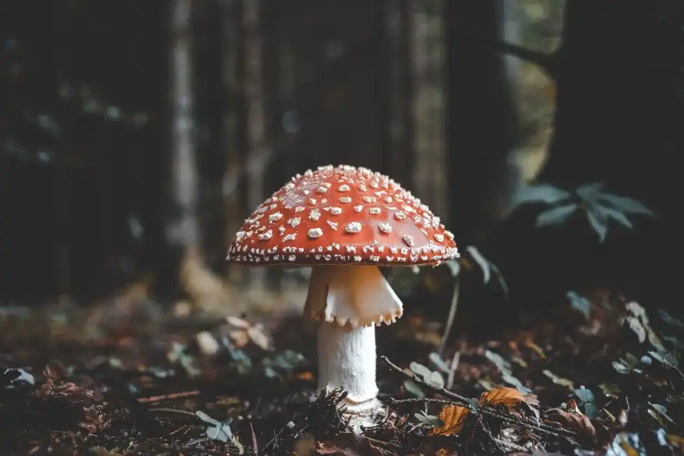 Have you ever wondered why do mushrooms grow in my yard? Read on to learn why!