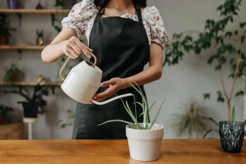Have you ever wondered why do plants need water? Find out here.