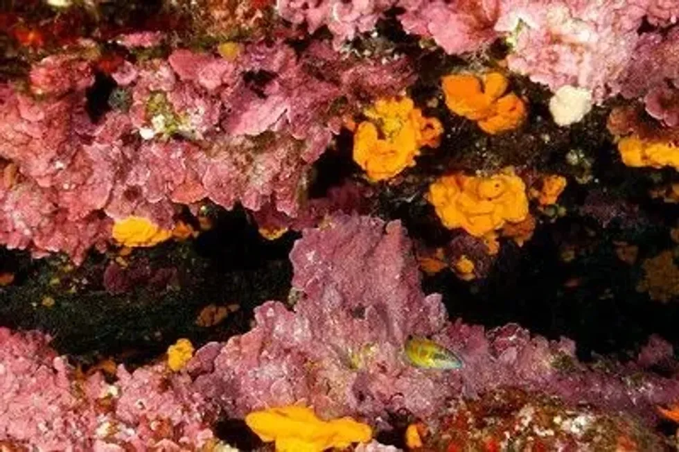 Having psychological and structural adaptations, the coral species became solely donors to carbon budgets in various environs. Let's learn more about Coralline algae facts.