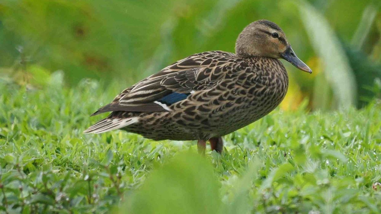 Hawaiian duck facts are all about the native duck of the main Hawaiian Islands.