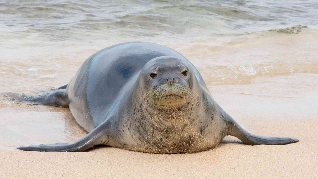 Hawaiian monk seal facts are extremely interesting and dynamic.